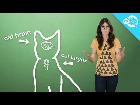 How (And Why) Do Cats Purr? - UCiefLm_nIz_gOH7XHbgpdCQ