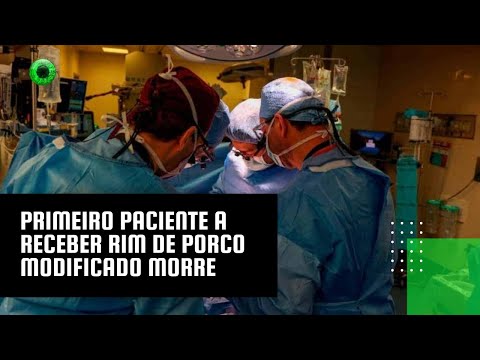 Primeiro paciente a receber rim de porco modificado morre