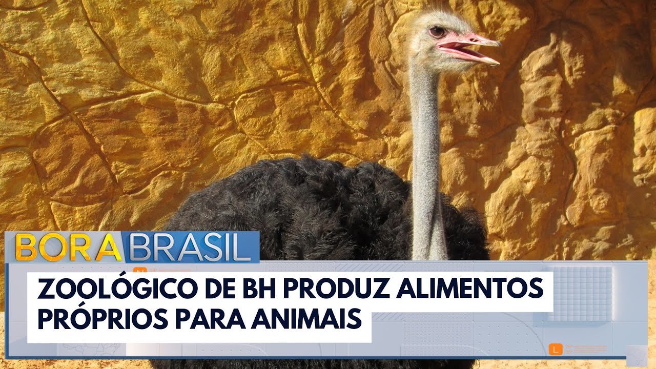 Zoológico de BH produz alimentos próprios para animais | Bora Brasil