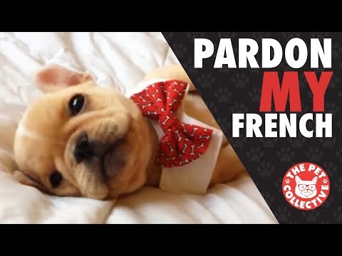 Pardon My French | French Bulldog Video Compilation - UCPIvT-zcQl2H0vabdXJGcpg