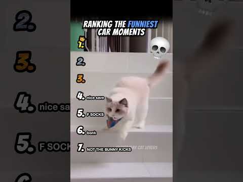 Ranking Funniest Cat Moments Part 12 #shorts #catshort #catrank #ranking