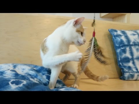 KitTea: San Francisco's First Cat Cafe - UCCjyq_K1Xwfg8Lndy7lKMpA