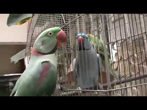 My talking parrots in my home