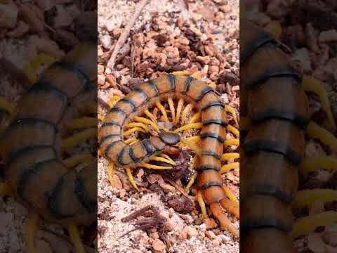 La terrible Scolopendra #shorts #viral