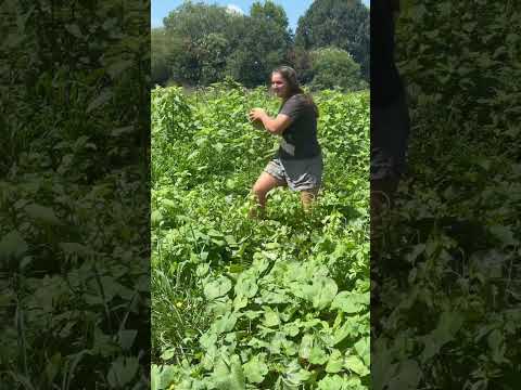 Football season is here! #shorts #football #gardening