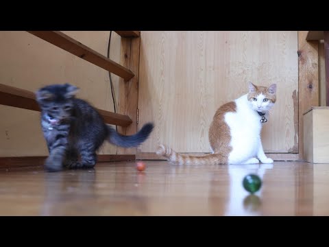 癒しの子猫たちの遊びシーンを紹介 サムネイル