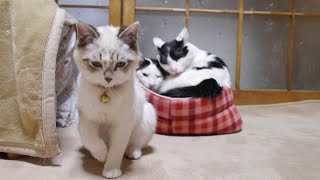 動画サムネイル