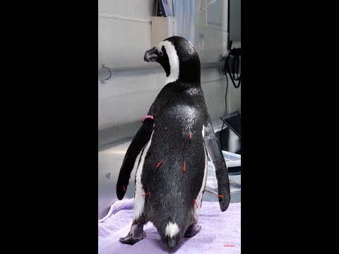 New England Aquarium's elderly penguin gets acupuncture