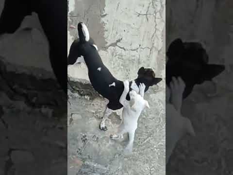 mng view #shorts @nirmal videos