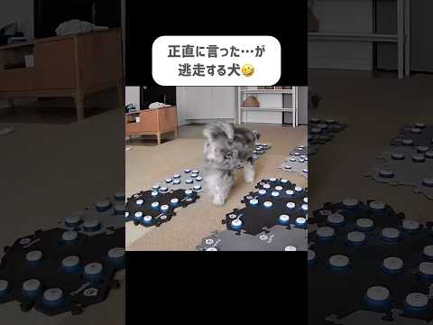 まさか!犬が飼い主に助けを求めた瞬間…かわいい♡