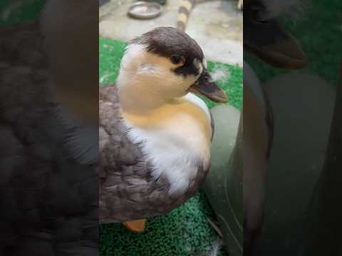 立派なアホ毛のコールダック。Our call duck with magnificent stupid hair.