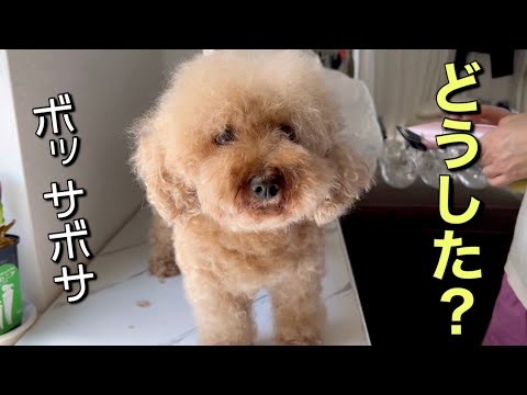 ボサボサになりすぎて二頭身になってしまいました笑
