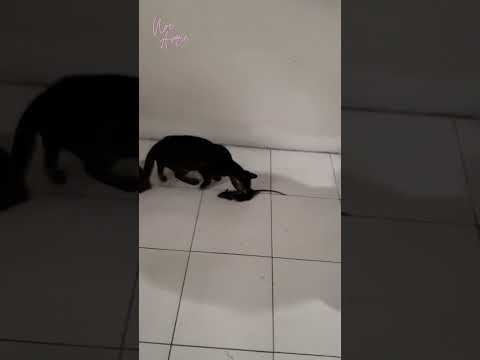 Dapat gift lagi dari Nelli 😱 #shorts #cat #kucinglucu #funnycats #kucing