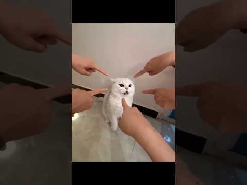 癒しの猫動画：かわいい猫たちのほほえましい瞬間 サムネイル