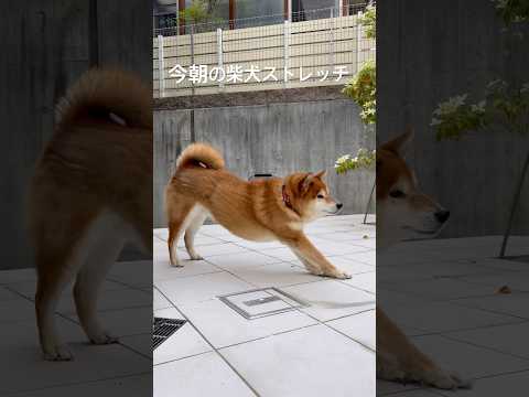 犬の動画サムネイル - 今朝の柴犬ストレッチ #dog #柴犬 #わんこ #shibadog #shiba #stretch #doggie #short #routines #ストレッチ #pet #yoga #しばいぬ