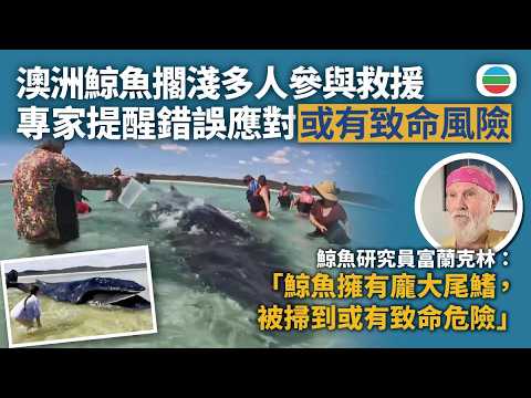 澳洲鯨魚擱淺多人參與救援　專家提醒錯誤應對或有致命風險｜國際新聞｜無綫新聞｜TVB News｜2026/08/13