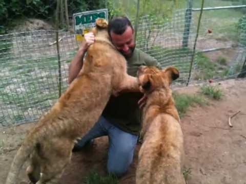 Man Hugs Lions cubs (shlominissim.com)