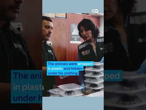 Man from South Korea caught with hundreds of insects in Peru | DW News