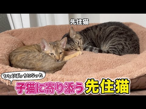 兄弟猫が旅立ち、ひとりぼっちになった子猫にそっと寄り添う優しい先住猫