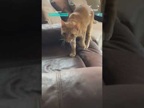 My Cat Playing Looks Like A Stop Motion