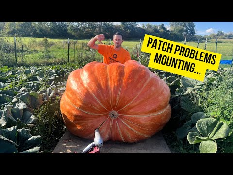 Feeding Giant Pumpkins Amid Patch Chaos