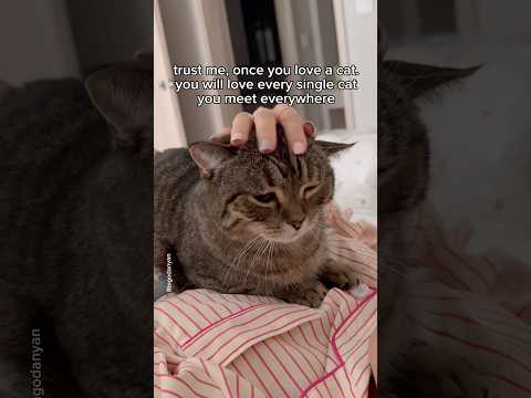 Once you love a cat, you love them all🤗🐈 #shorts #cat #funny