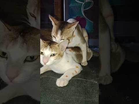 What Are Doing Naughty Cat 😤#cat #funny #catfunny #catvideos #pet