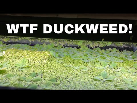 Duckweed ruins my FISHROOM When duckweed causes water to overflow and clogs return lines. I’m done I need a change this is ba