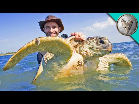 Catching Sea Turtles! - UC6E2mP01ZLH_kbAyeazCNdg