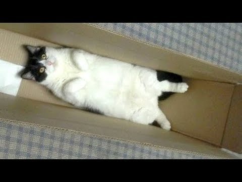 Warning: You will get STOMACH ACHE FROM LAUGHING SO HARD - Funny CAT compilation - UC9obdDRxQkmn_4YpcBMTYLw