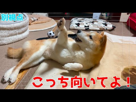 絶対飼い主の気を引きたい柴犬(別視点動画)