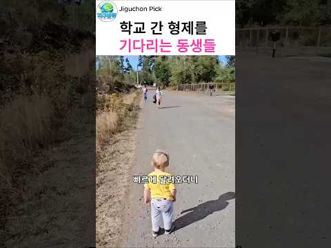 학교 갔다 돌아온 형제를 본 동생들의 반응