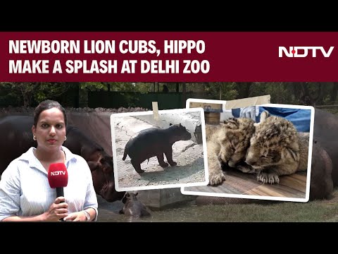 Delhi Zoo Welcomes Newborn Lion Cubs, Hippo | How Are Zookeepers Looking After Them?