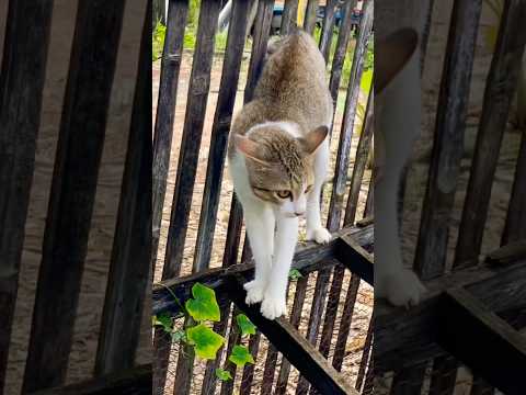 #cat #cats #cute #catvideos #catshorts #catai #ai #funny #love #pets #lovely #shorts #shortvideos