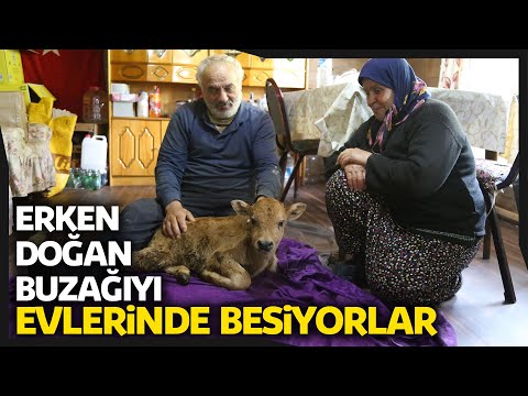 Erken Doğan Prematüre Buzağıyı Evlerinde Besliyorlar