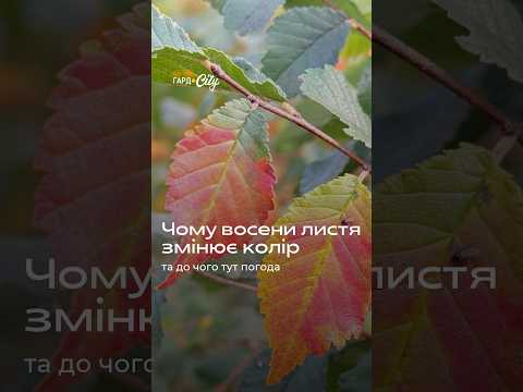 Чому листя восени змінює колір #осінь