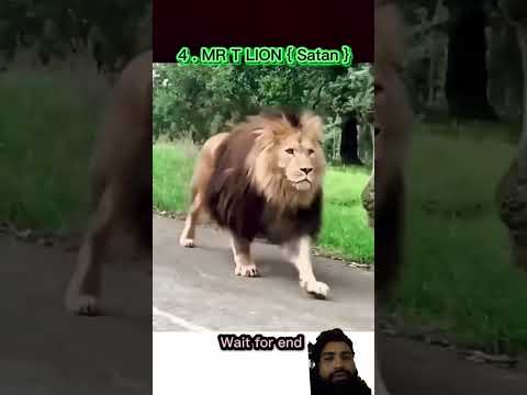 #lion #lionking #animals