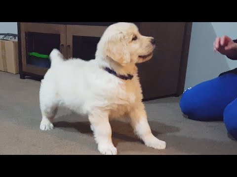 9 Week Old Golden Retriever Puppy Kenzi Playing With Soft Toys
