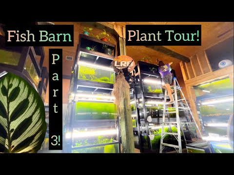 All My Houseplants Tour Part 3! LRB’s Fish Barn  Today I’m taking you to the Barn! This is th FINAL, Part 3 of my Plant Room Tour. We saw 64 differ