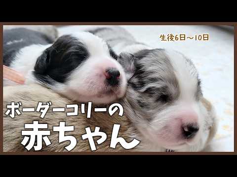 【癒し】ボーダーコリーの子犬♪生後6日～10日目【ボーダーコリー】
