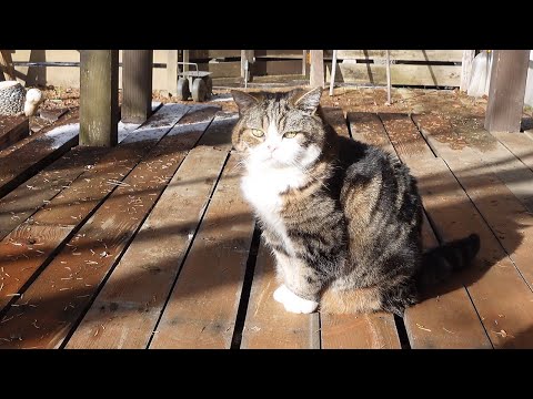 強風を見に行くねこ。-Maru goes to watch the strong wind.-