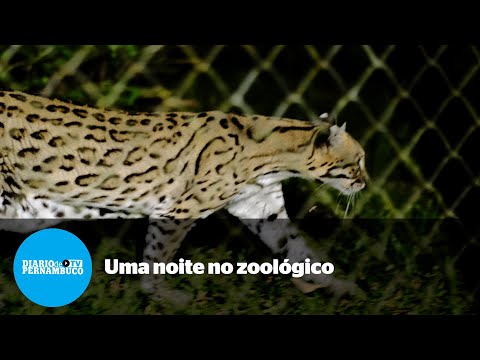 Zoo Noturno é passeio pela vida animal no Parque Dois Irmãos