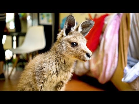 Couple Turn Home Into Kangaroo Sanctuary - UC9LxuffQCm_Z4KBCoXZvSHA