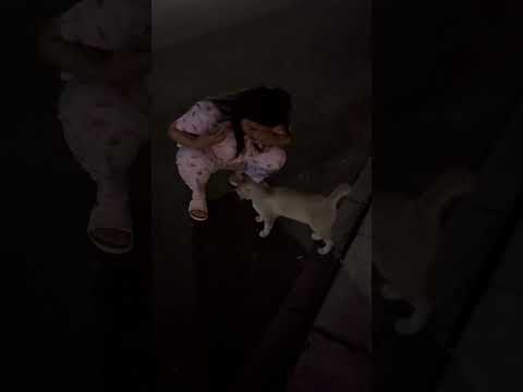 Kucing Bapao Suka Deket Deket Orang #cat #cute #nizamkucinglucu #貓咪日常 #imut #funny #猫