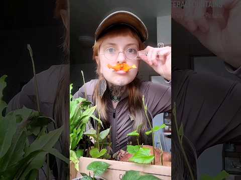 #sweetpotato #farmer #clown #rainyday #clementine #mustache