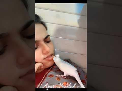 Angry young budgies boy | #budgies #budgiebaby #budgiecute #birds #birdlovers #trending #viral #vlog