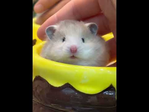 Baby you are so cute#Golden Thread Bear#Poly-striped golden-threaded bear#Cute to the poin