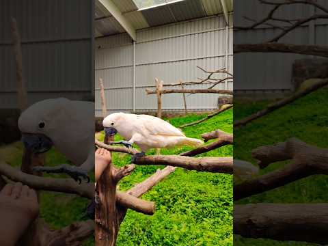 #birds #shorts #viralshorts #trending #songs