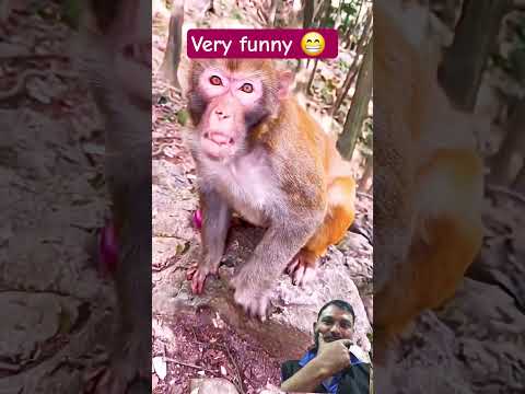 funny monkey 🐒  #monkey #ai #monkey #monkeysr