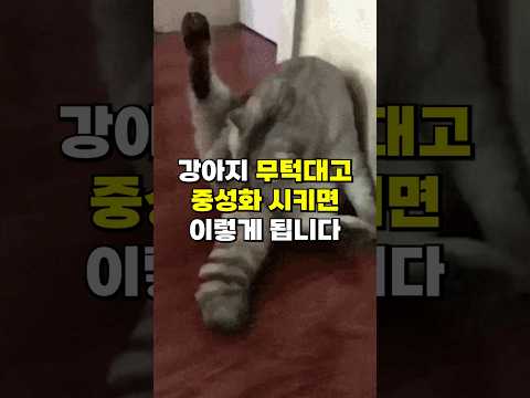논란의 중심 '강아지 중성화', 무조건 좋을까?